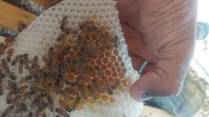 عسل برم جوده عاليه تخفيضات رمضانيه