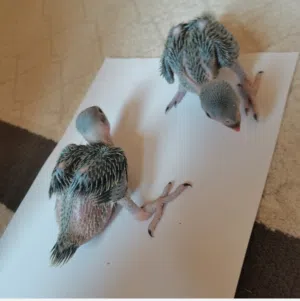 ببغاء دره للغر