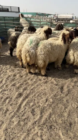 ضحايا محليه فاخره من الآخر انتاج العزبه
