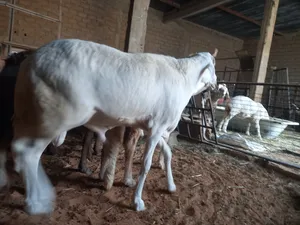 حولي سوداني مشاء الله تبارك الله