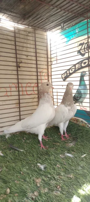 للبيع زوج لاكا طيور طيبه مجربه شي فيديو للطيور