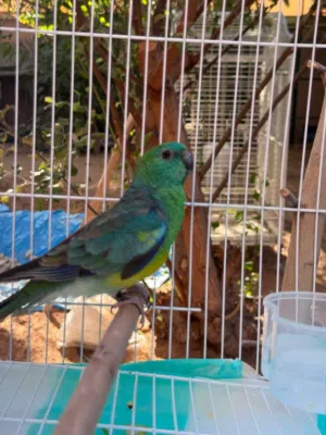 Red rumped للبيع
