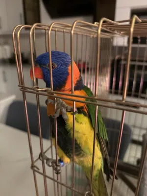 طير لوري لبيع ما فيو مجال