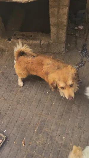 كلاب للبيع خمسه اب وام و 3 جراء