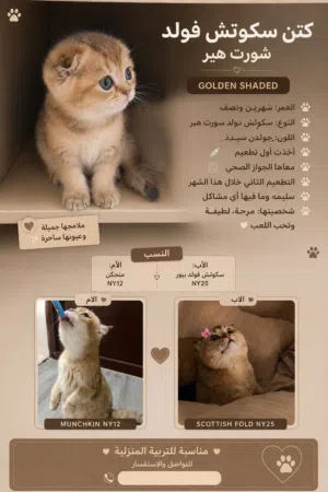 كتنز سكوتش فولد