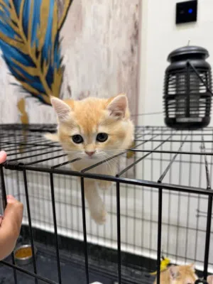 برتش قولدن شانشيلا قطط British shanshila kitten