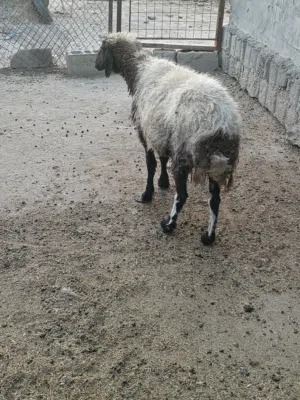 نعجه مال كصابه سمينه وصاحيه