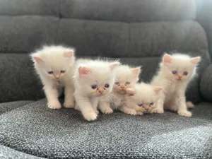 5 kittens  700 each