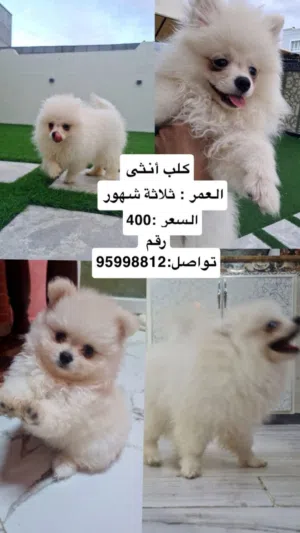 Beautiful Female Pomeranian Puppy Pomeranian Dog for Sale
