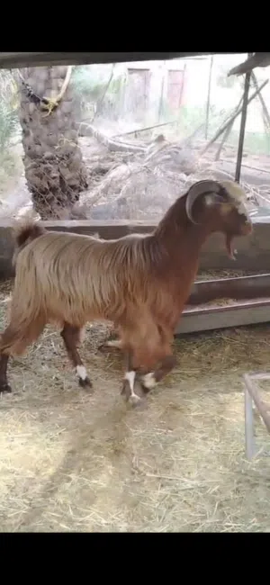 تيس عماني سمين ود سنة ونص