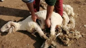 نقدم لكم خدمة جز الاغنام باحترافية عالية جدا