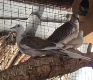 زوج تايلندي لون جميل.