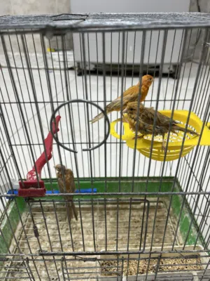 جوز كنار مع فرخ