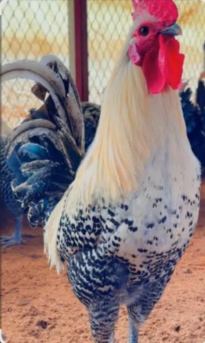 متوفر ديوك فيومي فضي عدد 2