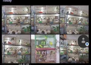 BIRD'S FOR SALE