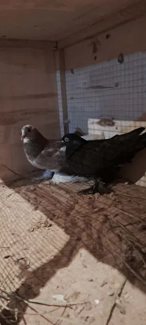 كوبي حمام درجه اولى للبيع
