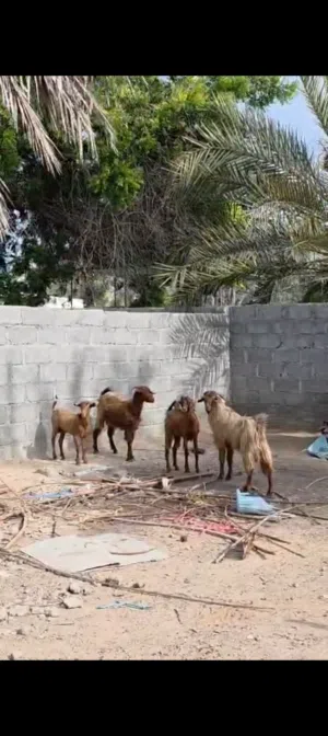 تيوسه غير مخصايات 2 وصخلات 2