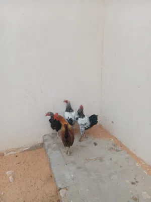 فراريج عربيات للبيع
