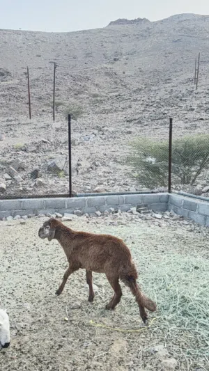 حمله سوداني اصل