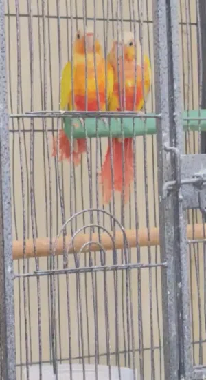 Sun conure red factor (pair)