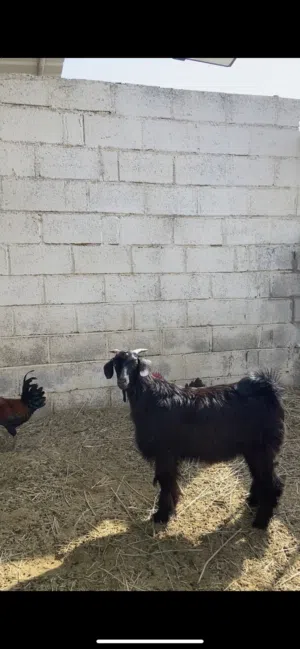 تيس عماني للبيع