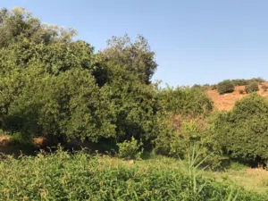 ارض للبيع في وادي شعيب