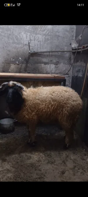 حولي برقاوي