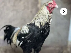 طير بكستاني