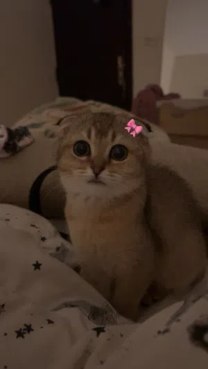 قطة للبيع سكوتش فولد