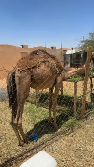 قعدان للبيع