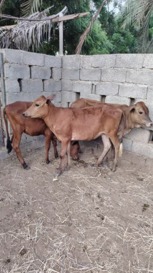عجل وعجلتين عمانيات
