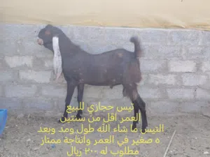 أغنام للبيع