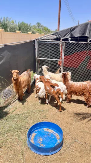 أغنام للبيع باسعار ممتازة شوف الوصف