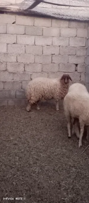 حوليات للبيع