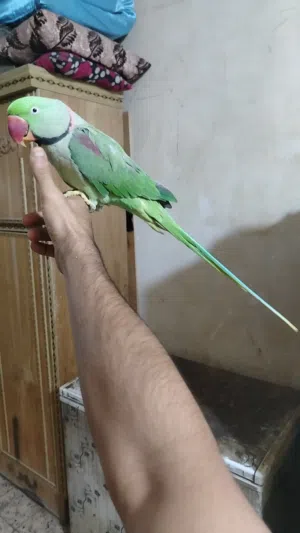 ببغاء نيبالي سوبر جامبو اليف