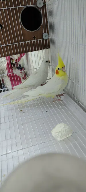 كروان البينو ولاتينو