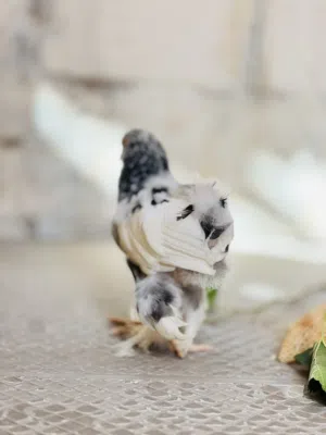 فروج براهمه