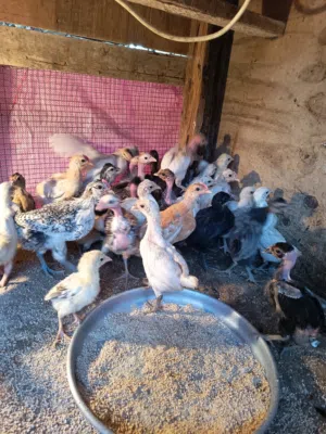 Desi baby chickens
