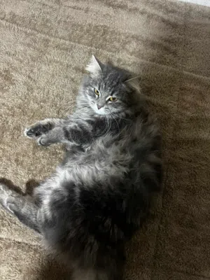 بسة مكس انثى