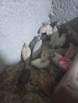 طيور فري نخب