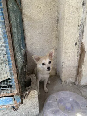 ذكر بومارينيان عمره سنه