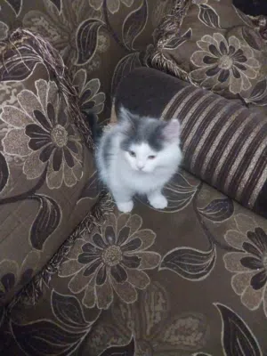 قط شيرازي بيور