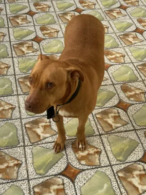 بيتبول الخشم الاحمر