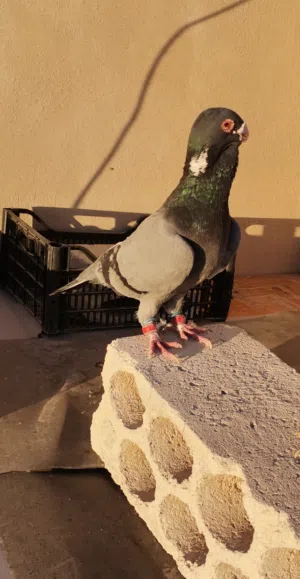 جوز حمام ابلق ازرق ومسوداي سوده