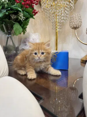 Kittens for sale