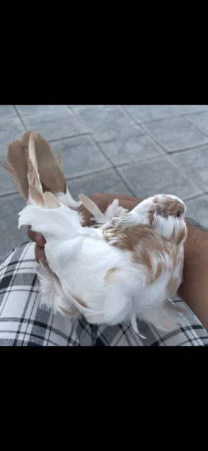 طيره كشكيه صفره