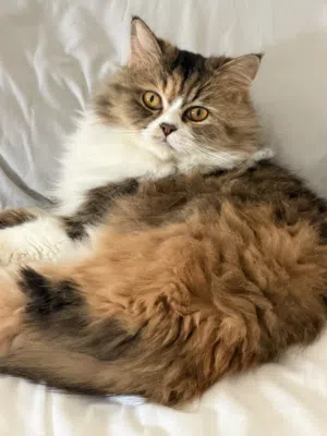 للتبني قطه