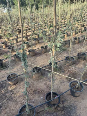 Ghaf for sale on best price whole sale