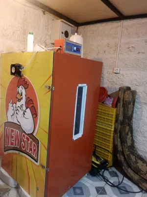 فقاسه نيو ستار 2112 بيضه وكاله استعمال فقسه واحده نسبه تفيس فوق ال 95 % باذن الله مكفوله