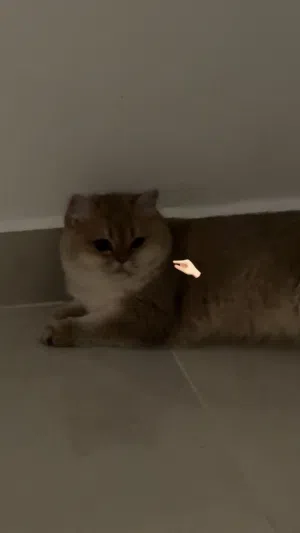 للبيع برتش بيور
